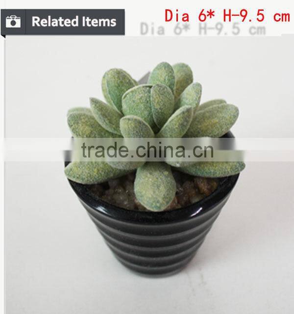 Tropical mini succulent plants bonsai for sale artificial succulents