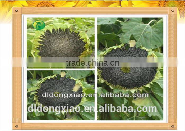 Sunflower Kernels confectionary low fat