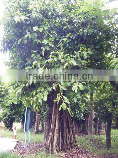 Ficus altissima