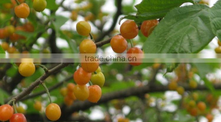 Cherry tree seedling