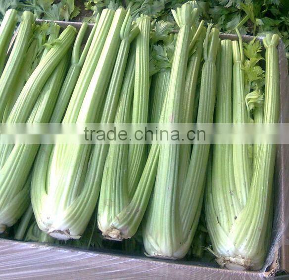Early maturity cold resistant high yield celery seeds Empress cerely
