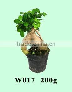 bonsai- ficus microcarpa