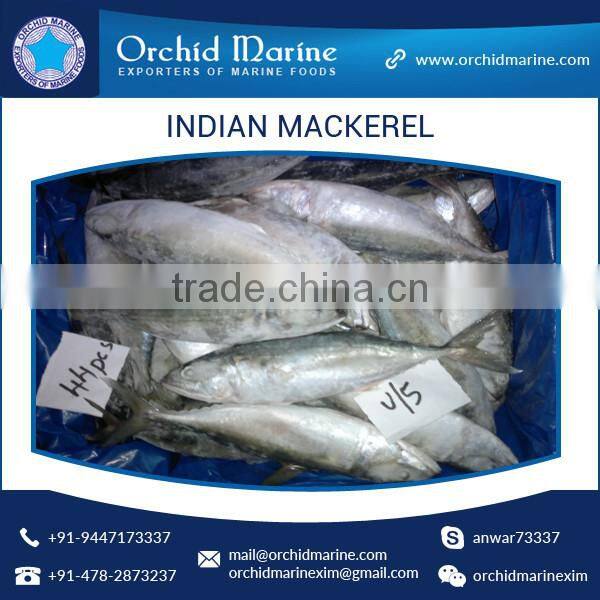 A Grade Good Taste Canned Indian Mackerel Fish Supplier