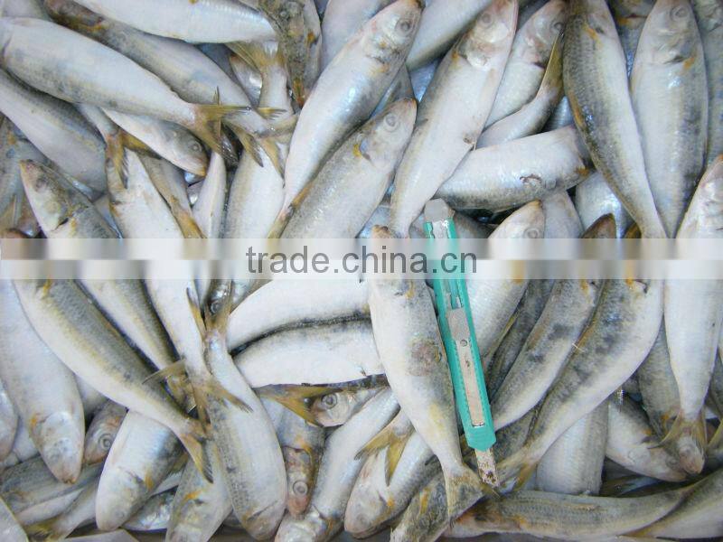 Frozen Wholesale Sardine Fish