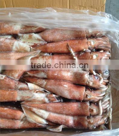 BQF Seafood/Squid Loligo