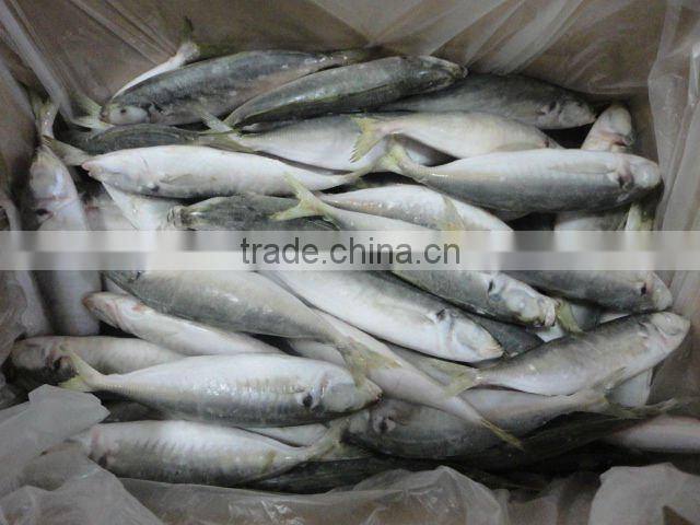 frozen IQF horse mackerel fish