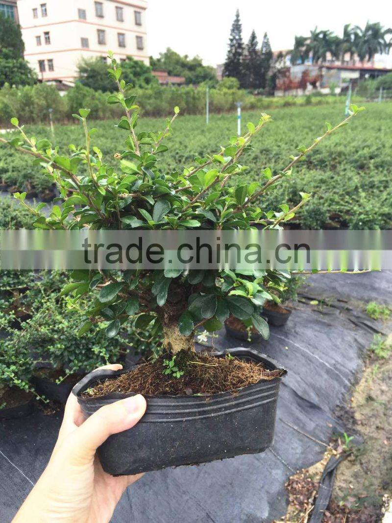 Carmona Microphylla bosnai