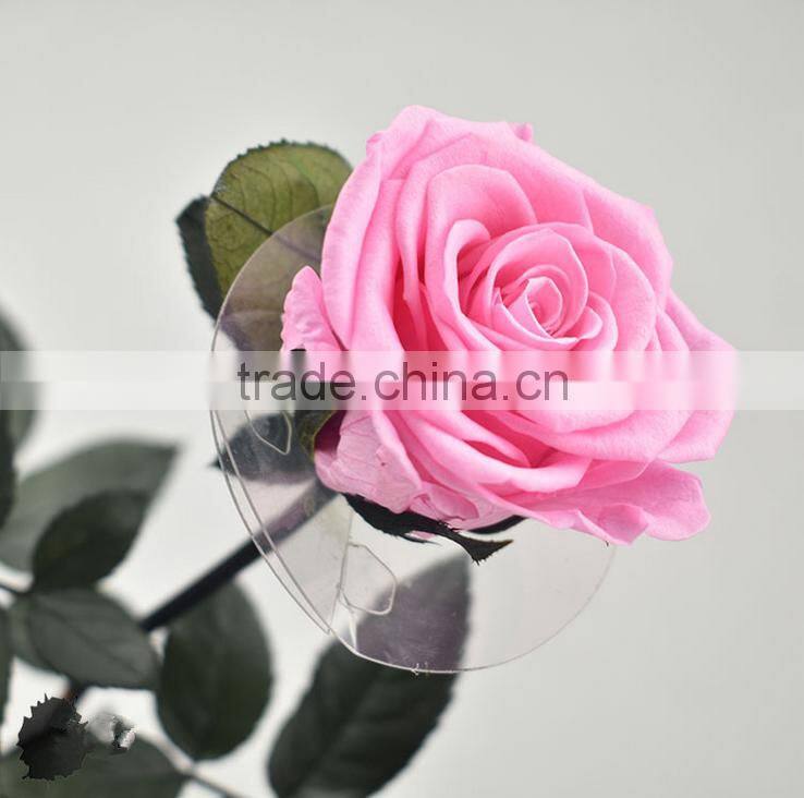 Wholesale Natural Multi Colors Long Time Saving Preserved Fresh Flower Rose With Long Stem