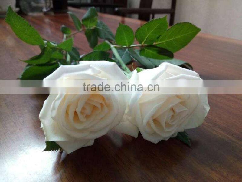Natural Fresh Cut White Rose Flower Mother's Day Gift Processing Type Export From Yunnan