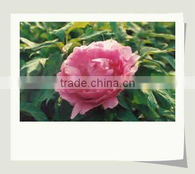 Tree Peony Plant Root