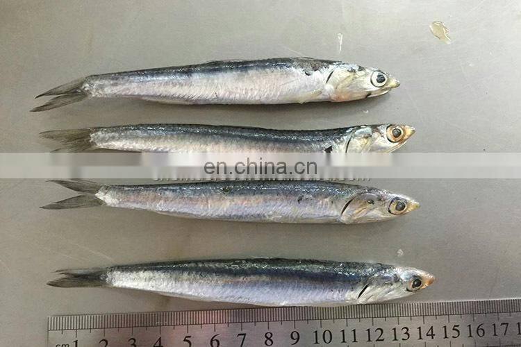 low price wholesale fresh anchovies