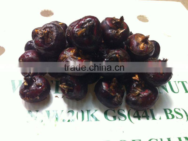 2015 Chinese fresh water chestnut wholesale