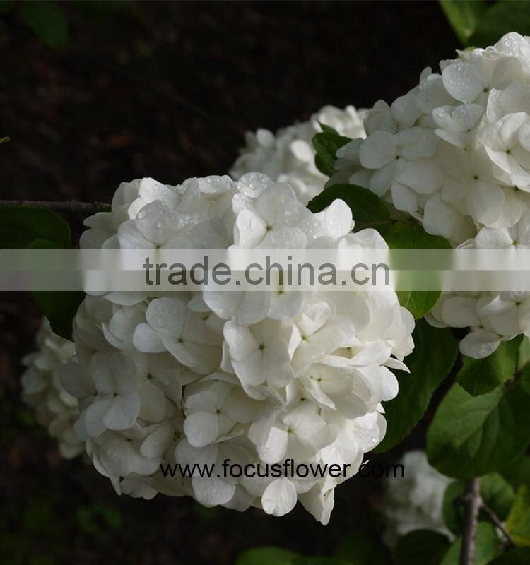 Sold Worldwide High Quality Hydrangea From China Wholesale