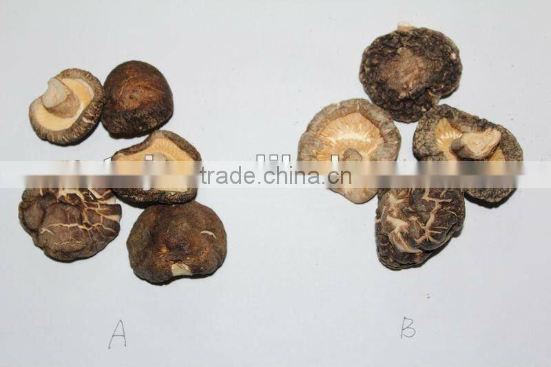 Dried Shiitake GRADE A ( CAP 2-4 CM )