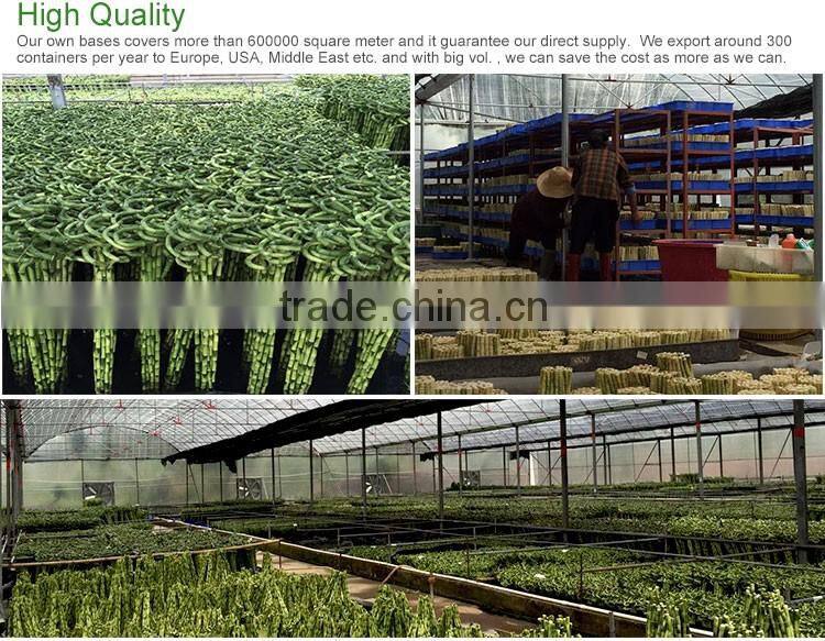 Heart shape lucky bamboo