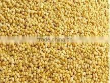 Yellow Millet