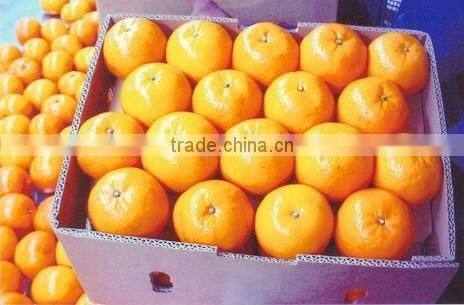 Fresh Mandarin ( Calamantine ) From Egypt