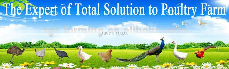 DE-60 2014 Newest Cheap Family chicken plucker machine/Quail plucker machine/Pigeon plucker machine