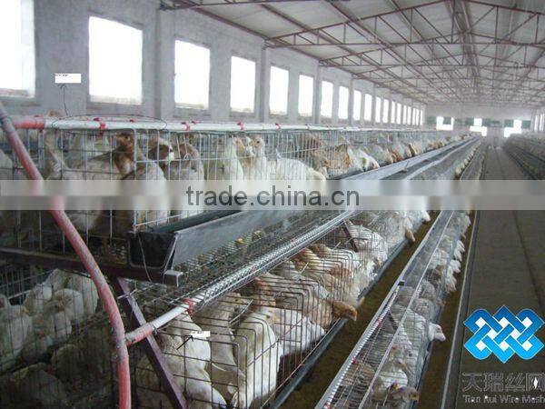 hot sales A type chicken cage for chicken farm