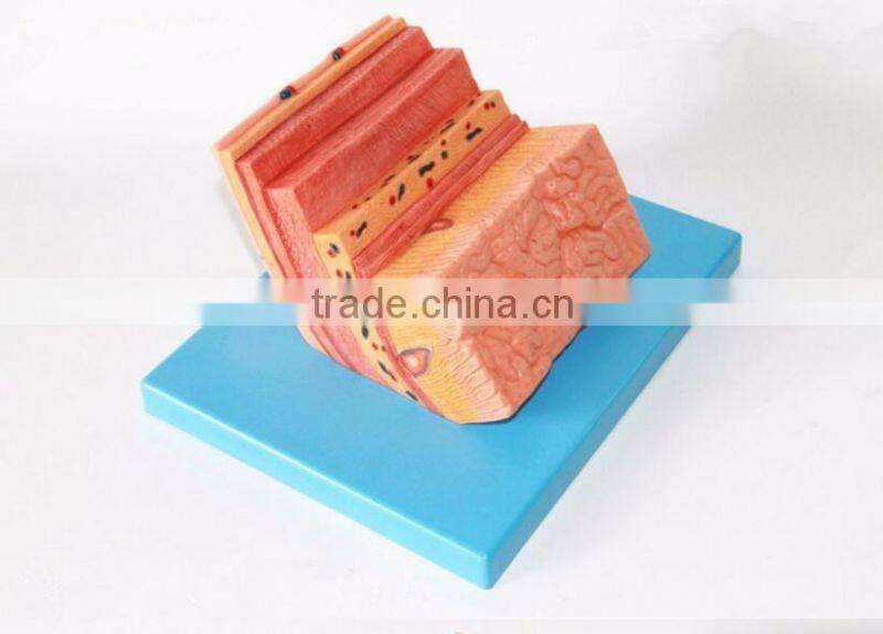 The human stomach amplification hierarchy model of gastric digestive department special amplification model