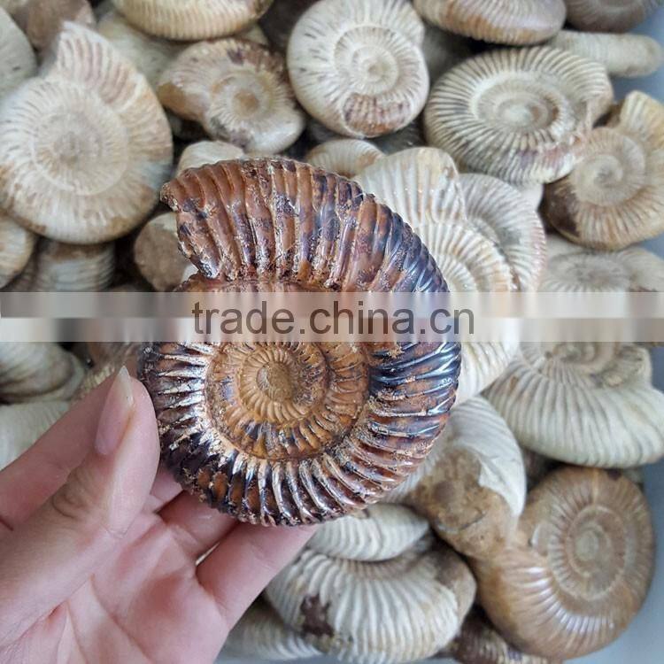 Natural Snail Fossils Ammonite Fossils for Wholesale