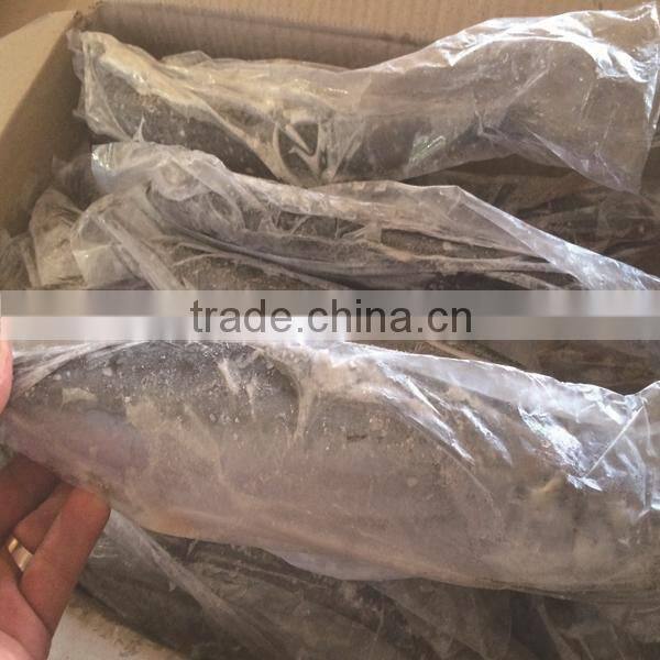 Sea spanish mackerel fish from china