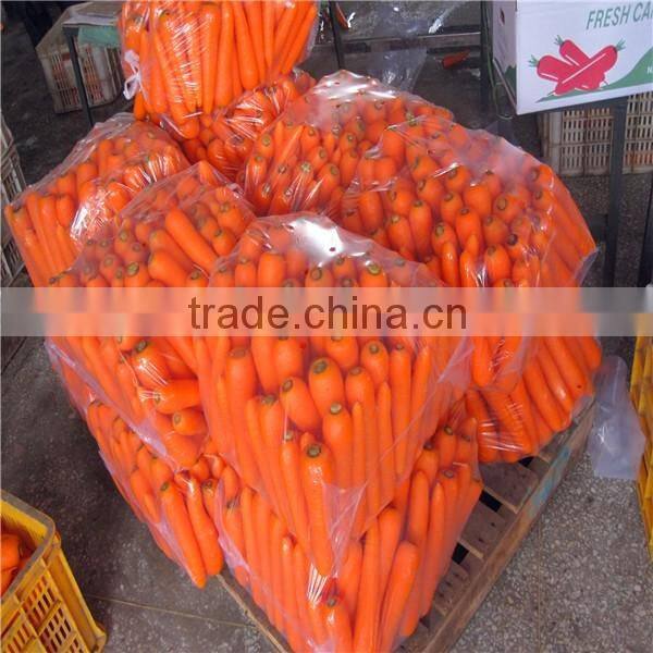 red carrot export from china