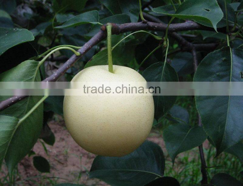 Chinese Golden Pear 9kg 18kg Carton