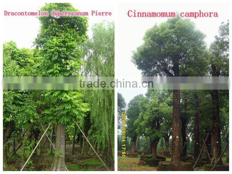 for outdoor landscaping ornamental bonsai plants
