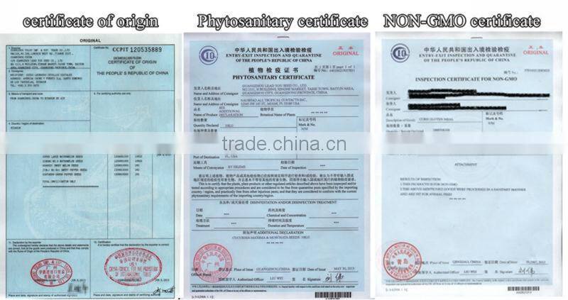 JSQ04 high yield Nick no. 8 planting in zucchini seeds, squash seeds f1