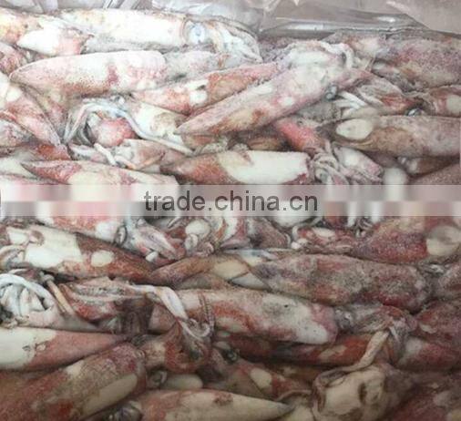 Frozen Loligo Chinensis/Frozen Squid