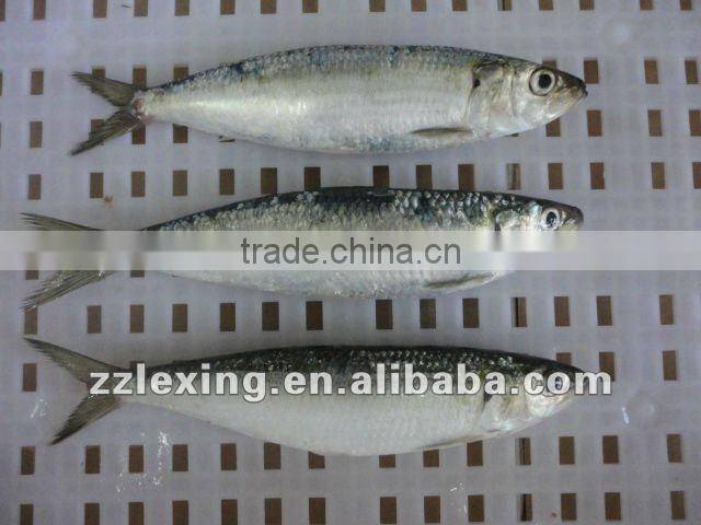 frozen sardine fish