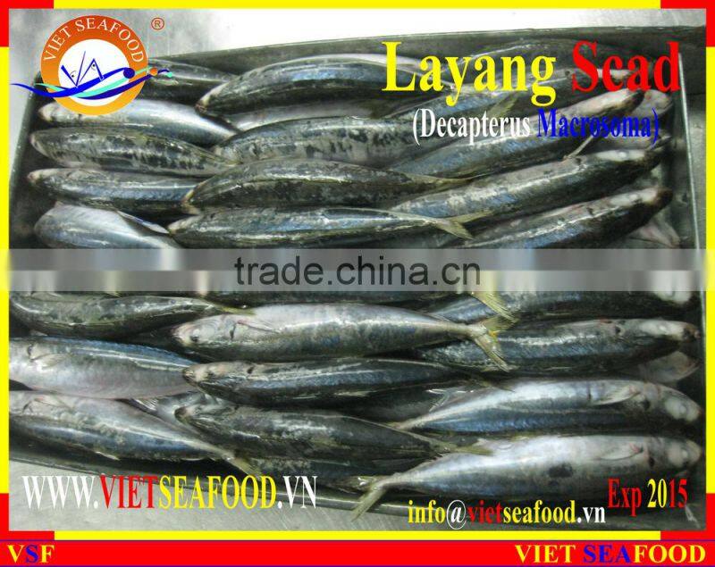 FROZEN LAYANG SCAD (MUROAJI) WHOLE ROUND