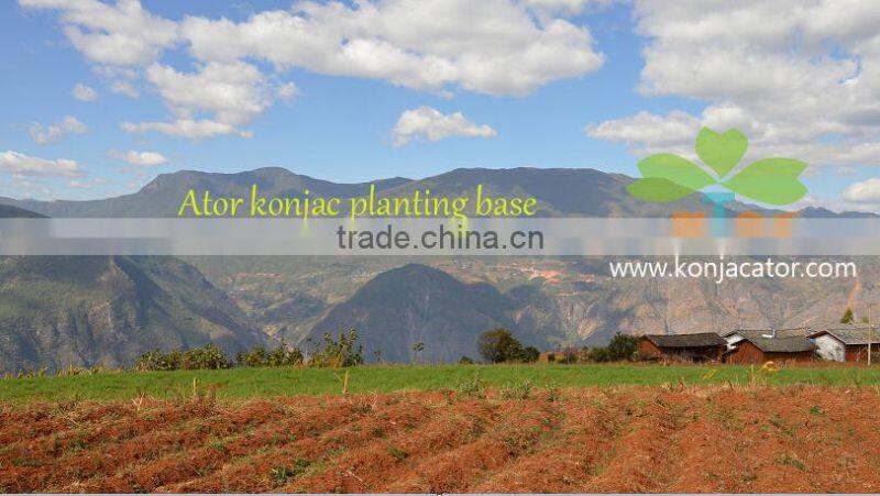 konjac noodles,shirataki tofu, slimming health food