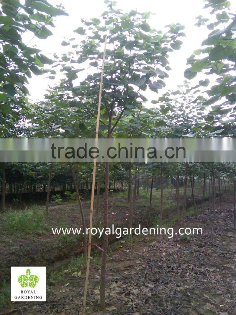 Hibiscus tiliaceus outdoor landscaping project plants