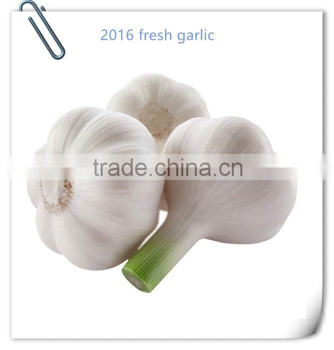 2016 new crop fresh garlic in 10kg mesh bag and carton China export garlic
