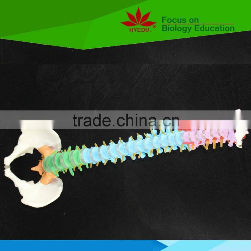 High quality Flexible spinal column with colour coded regions