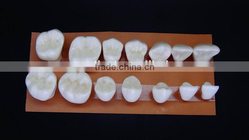 4 times teeth model dental models DEA-42