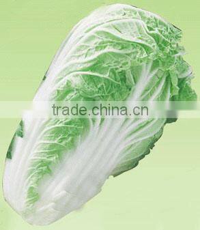 fresh cabbage