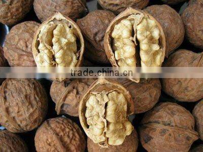 Walnut In Shell