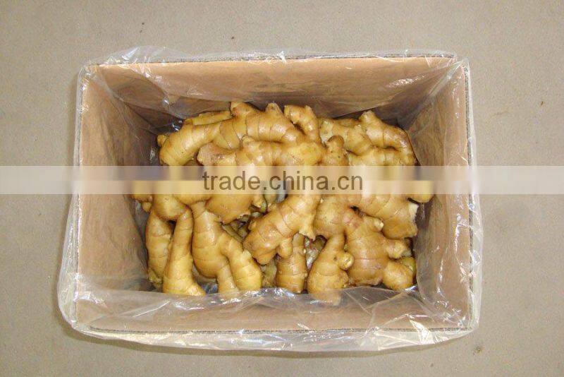 New Chinese Ginger wind dried/ Fresh kept/market spice