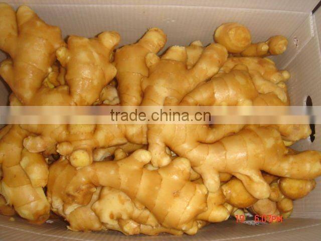Fresh mature fat ginger