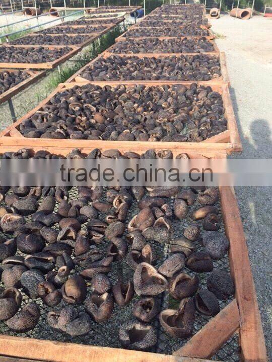 Vietnam Dried Sea Cucumber