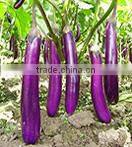 CU05 No.903 f1 hybrid smooth cucumber seeds in vegetable seeds
