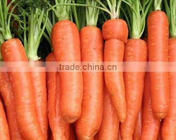 industrial cassava/taro and potato peeling equipment