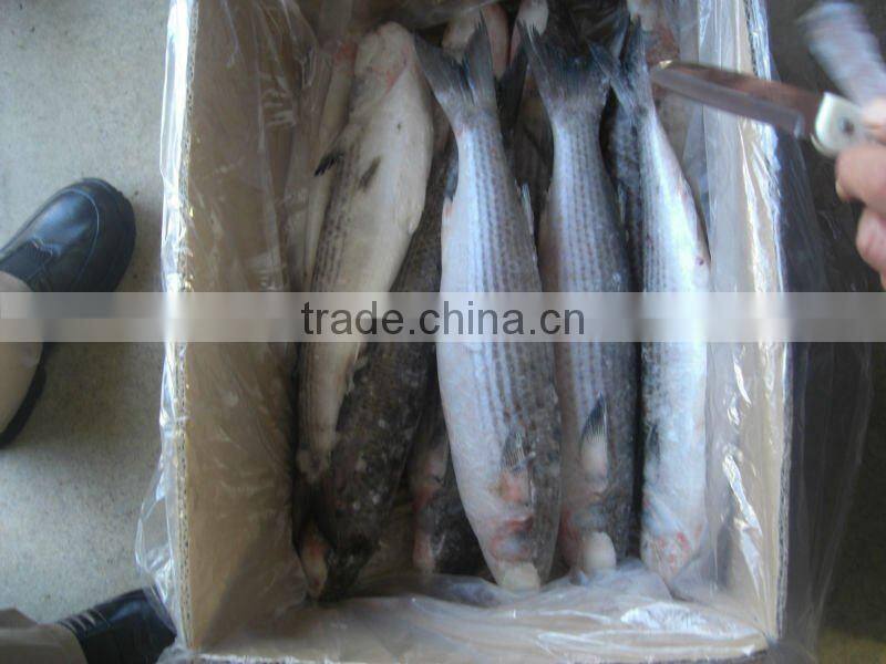 fresh whole round frozen mullet fish