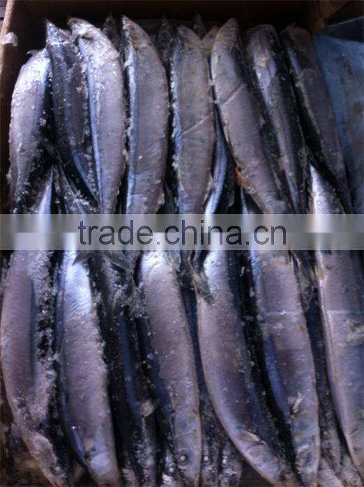 new catching sea frozen sanma 1# 130-150g