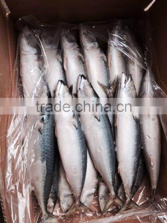Frozen Mackerel