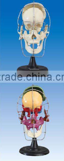 Separated human skull model(colored)