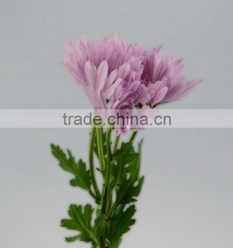 Quality new coming fresh pink chamomile chrysanthemum